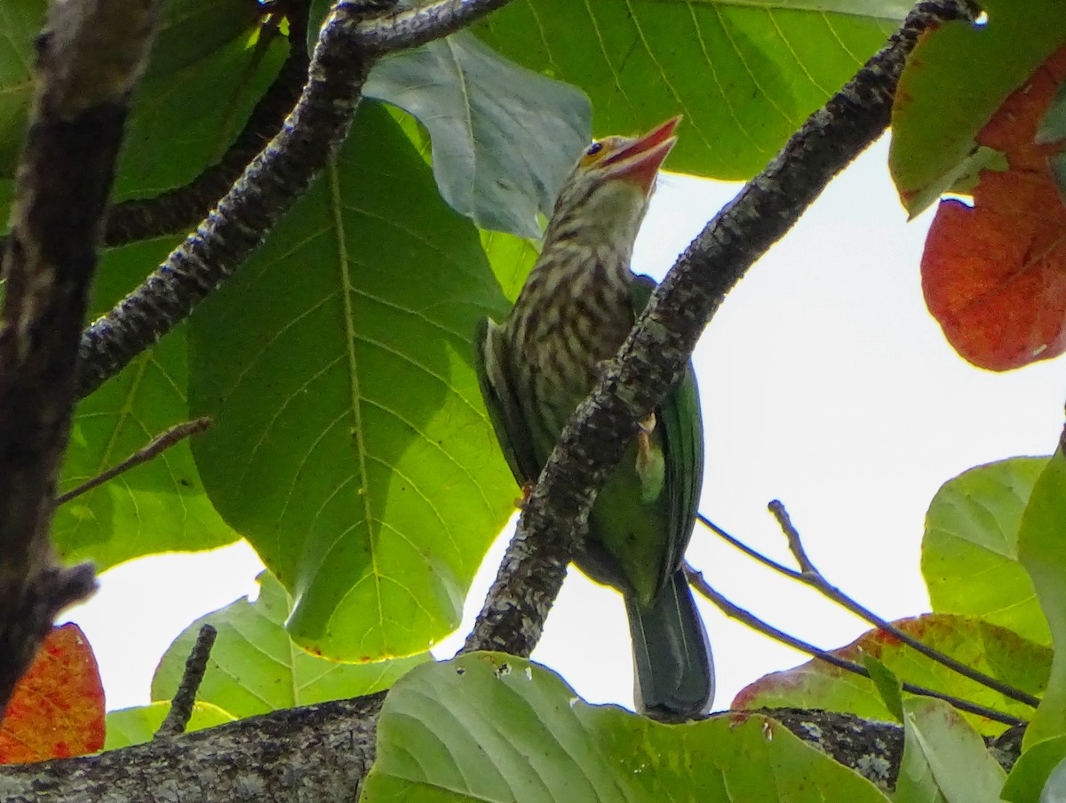 Lineated Barbet - ML646578570