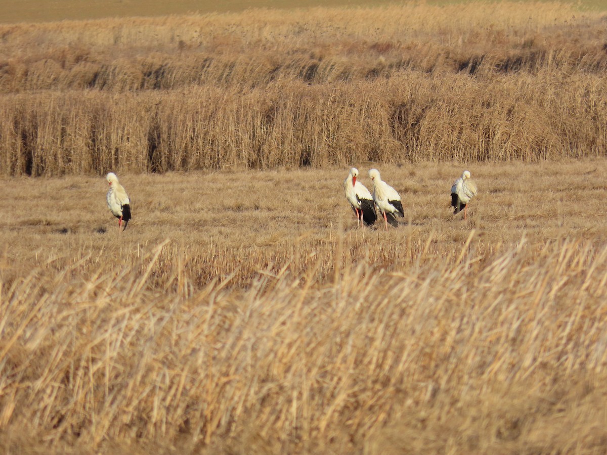 White Stork - ML646578571
