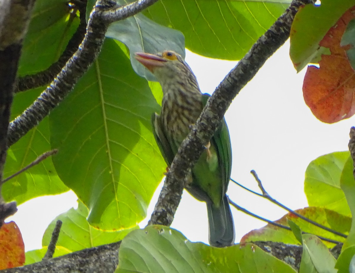 Lineated Barbet - ML646578572