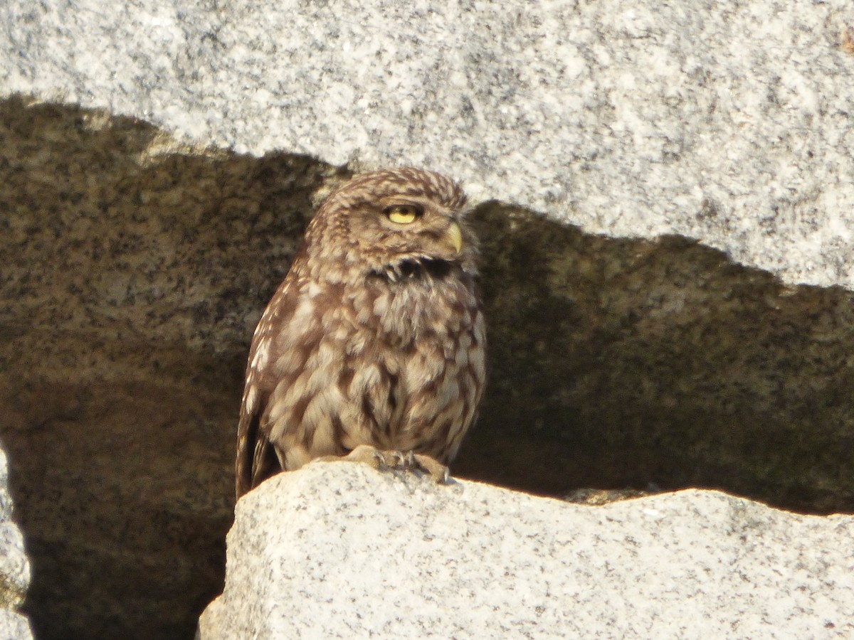 縱紋腹小鴞 - ML646578573