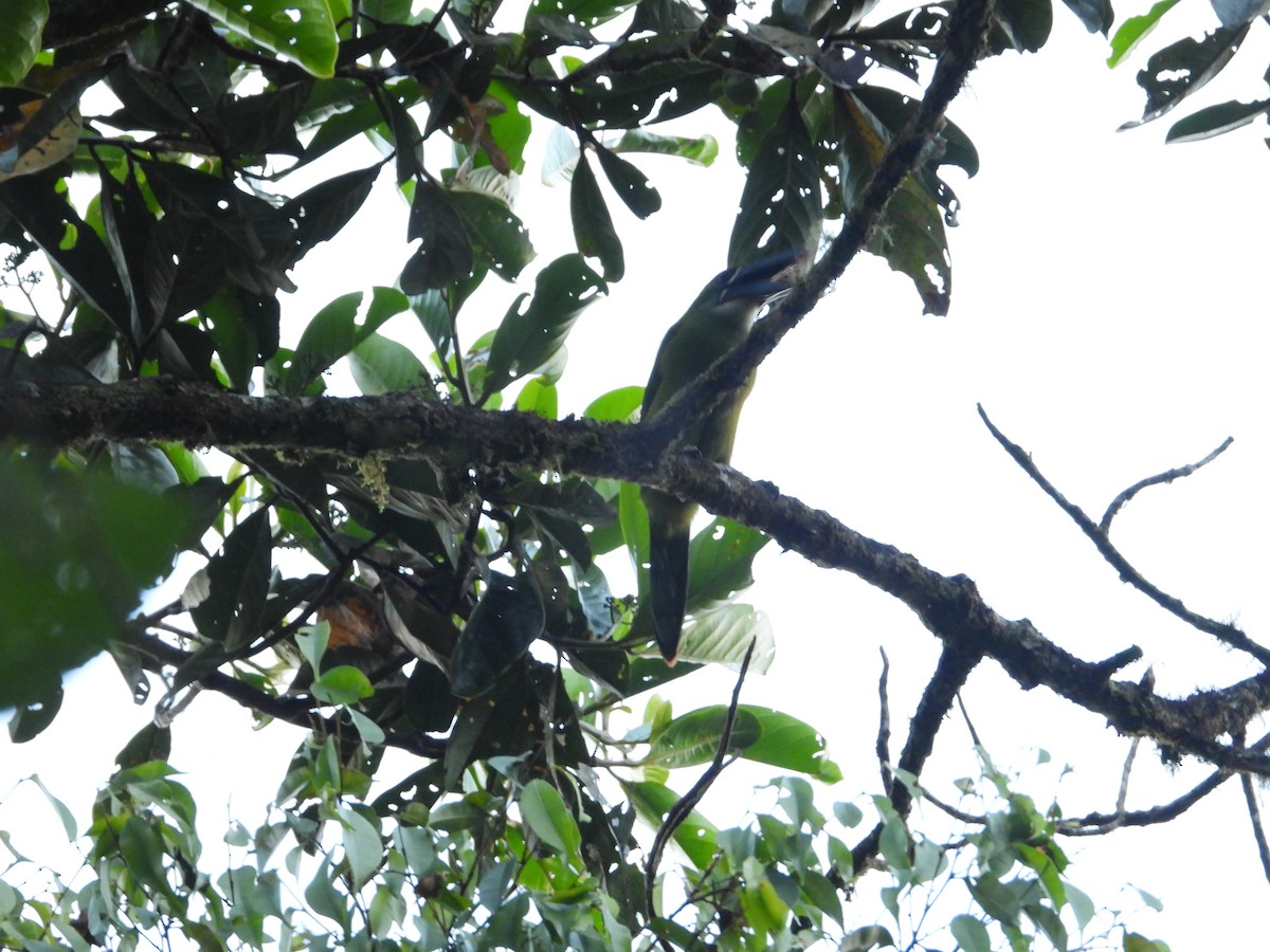 Chestnut-tipped Toucanet - ML646578574