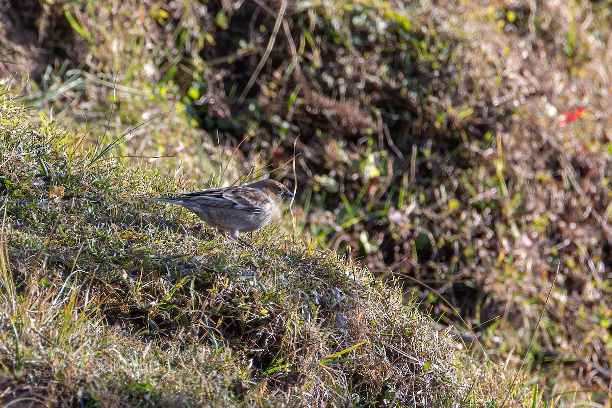 Plain Mountain Finch - ML646578575