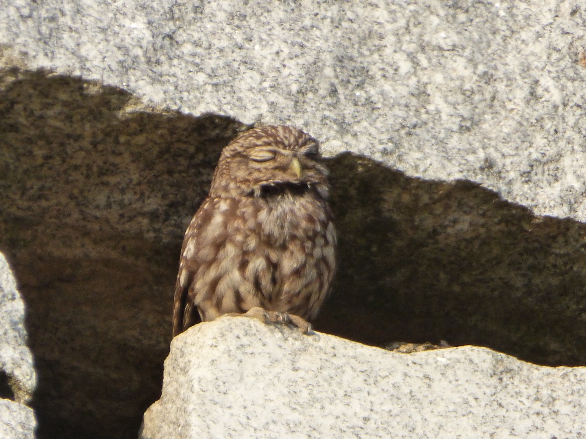 Little Owl - ML646578577