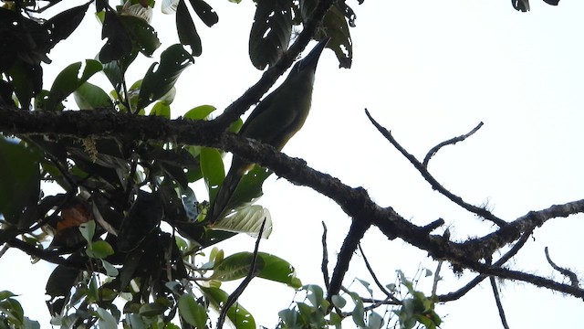 Tucanete de Derby - ML646578579