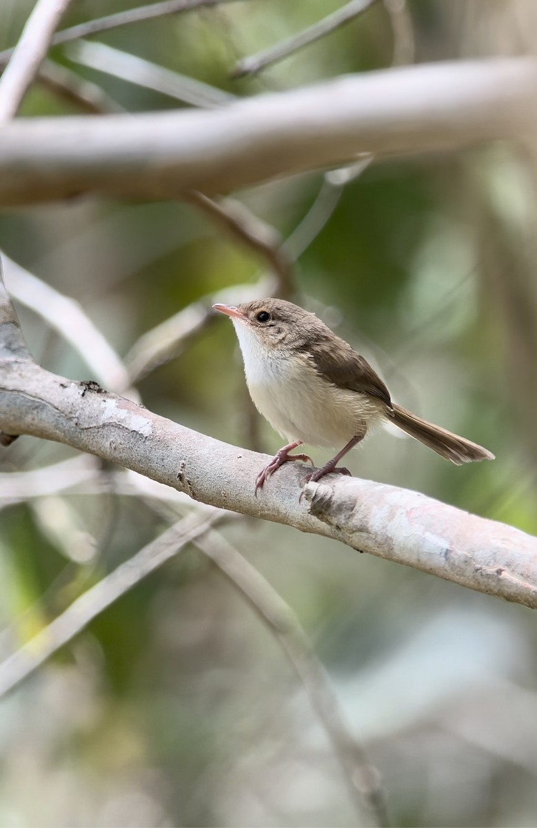 Red-backed Fairywren - ML646578587