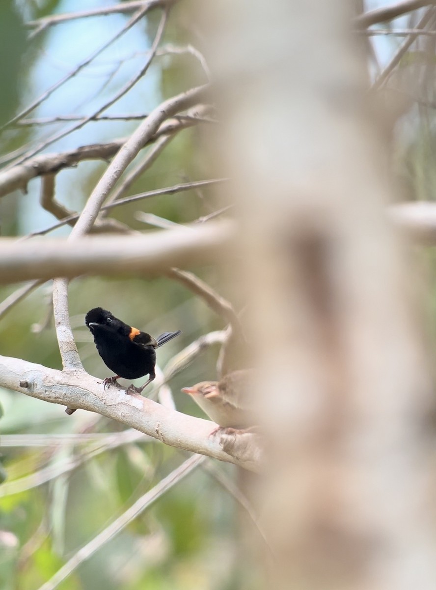 Red-backed Fairywren - ML646578588