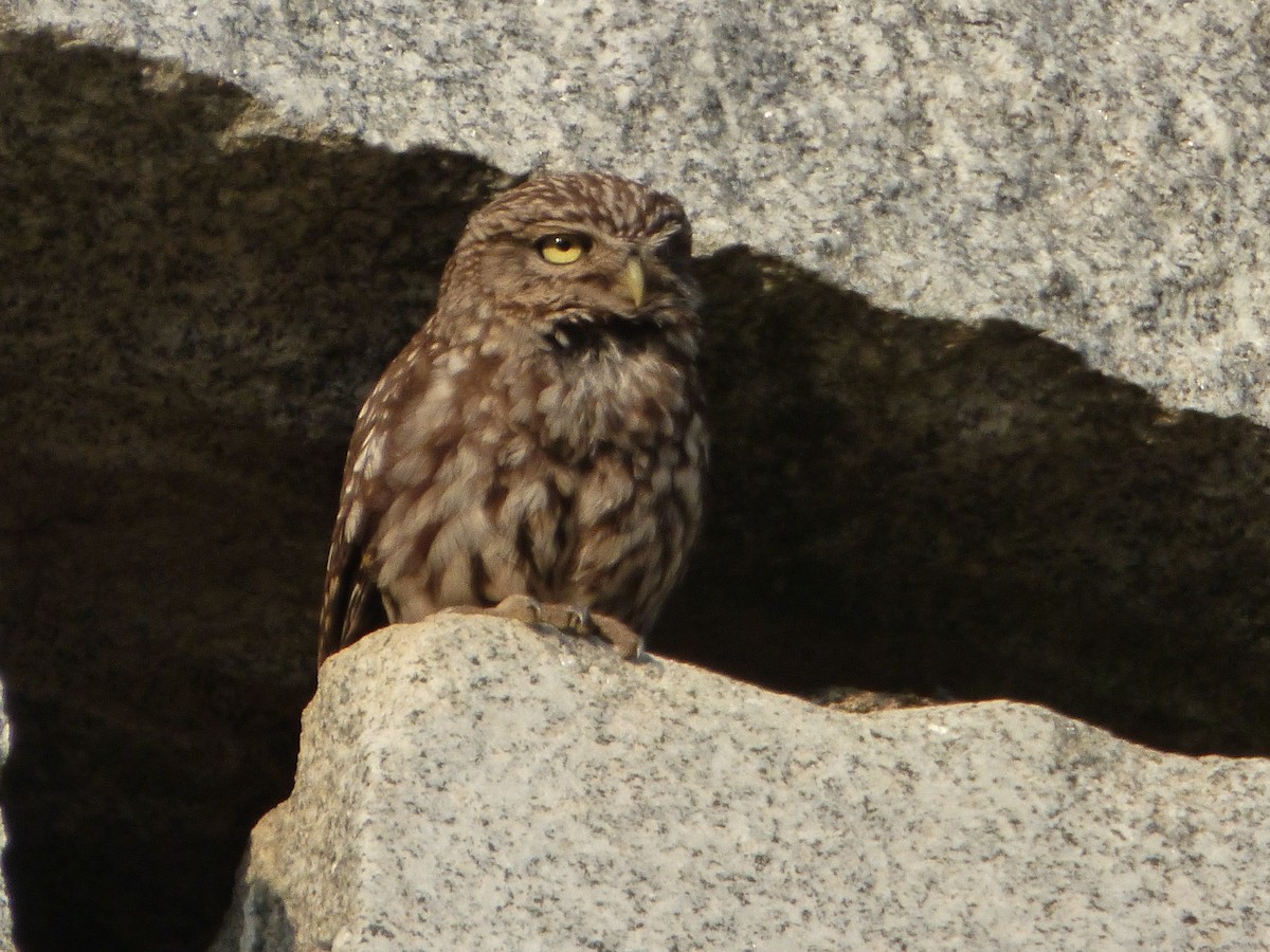 Little Owl - ML646578589