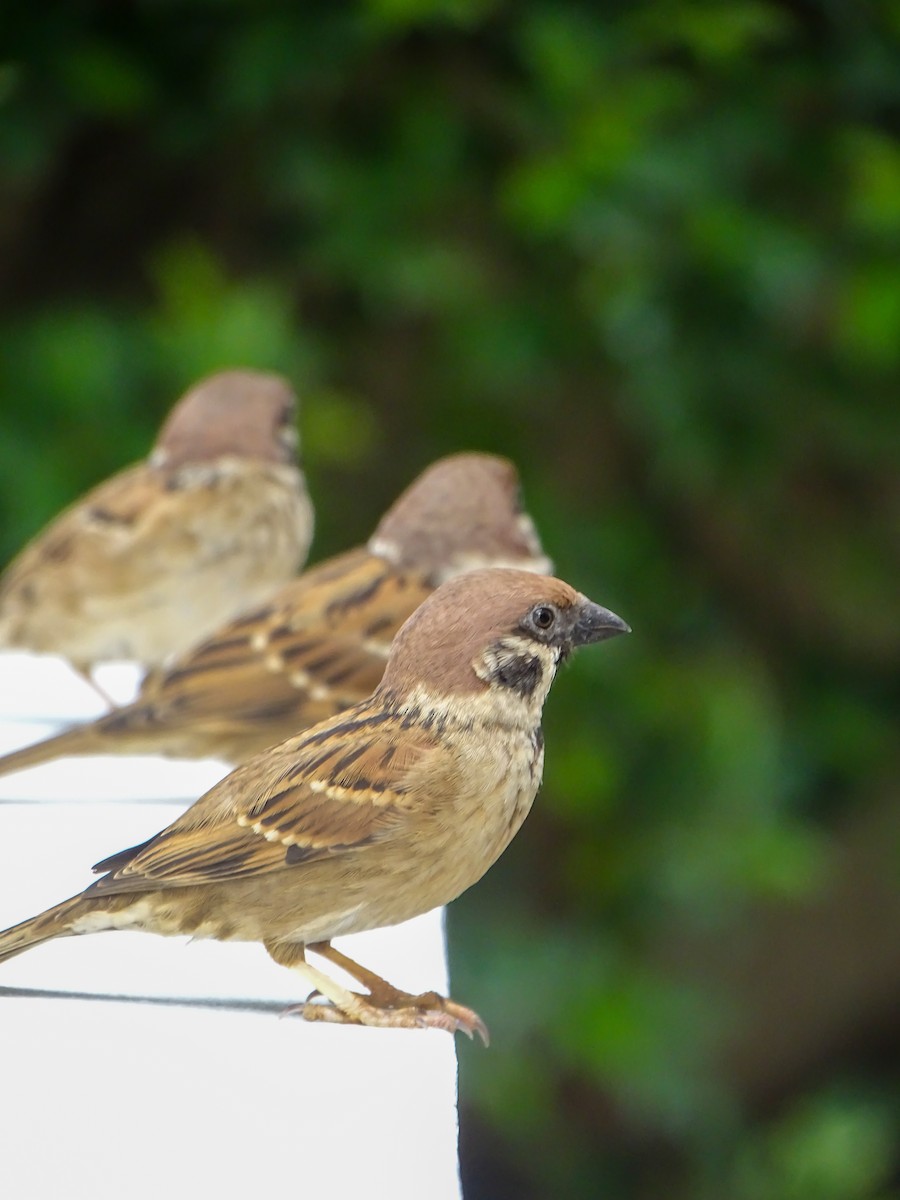 Полевой воробей - ML646578590