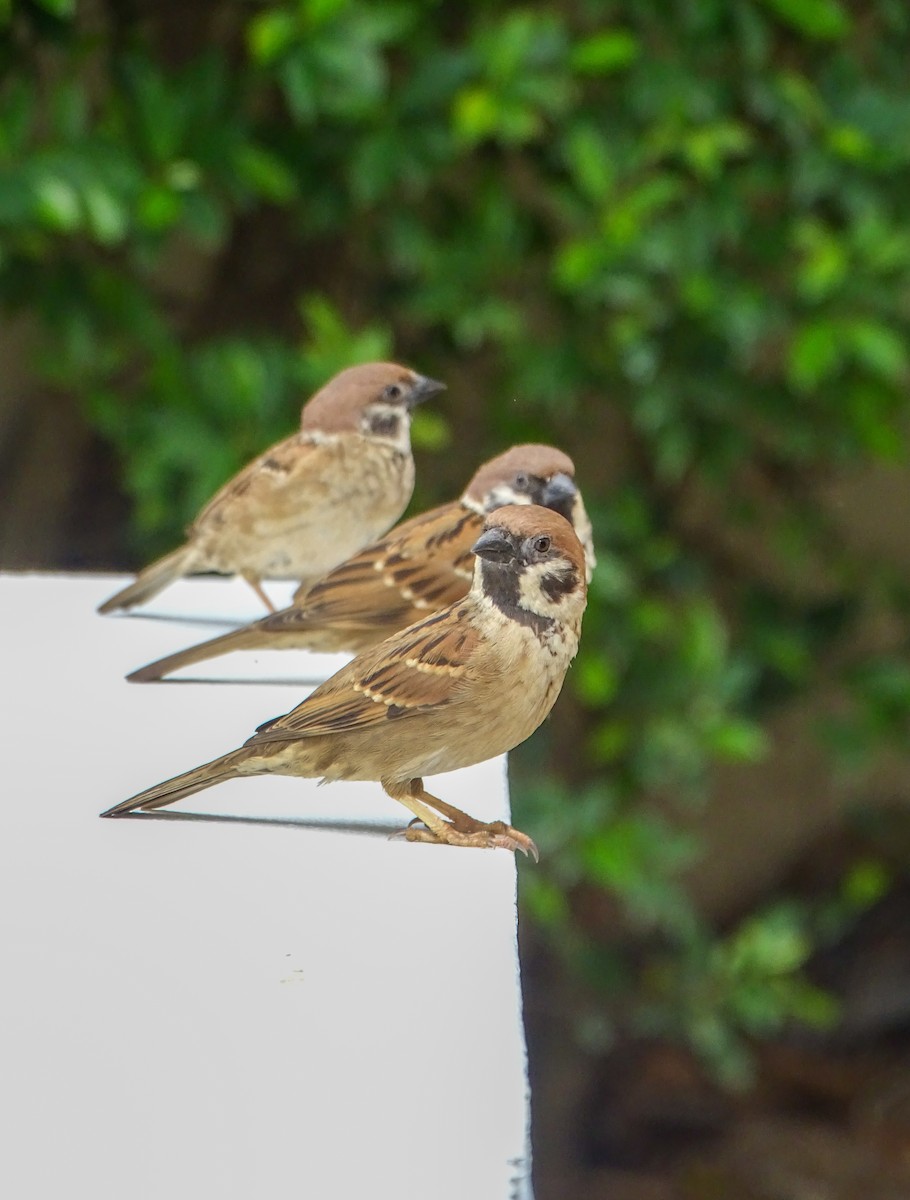 Полевой воробей - ML646578591