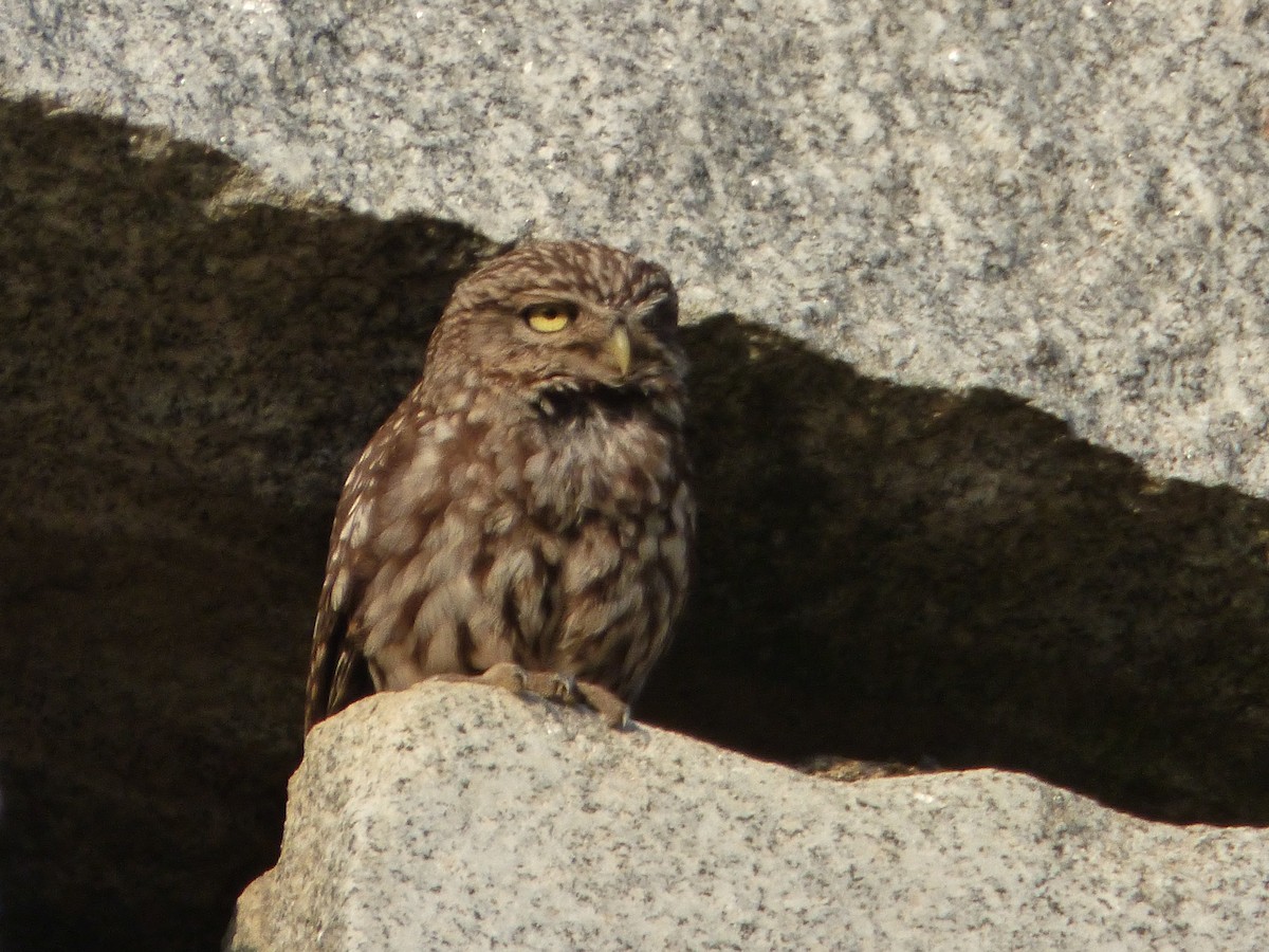 Little Owl - ML646578593
