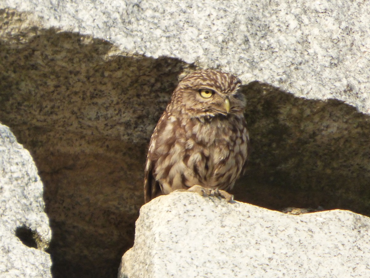 Little Owl - ML646578594