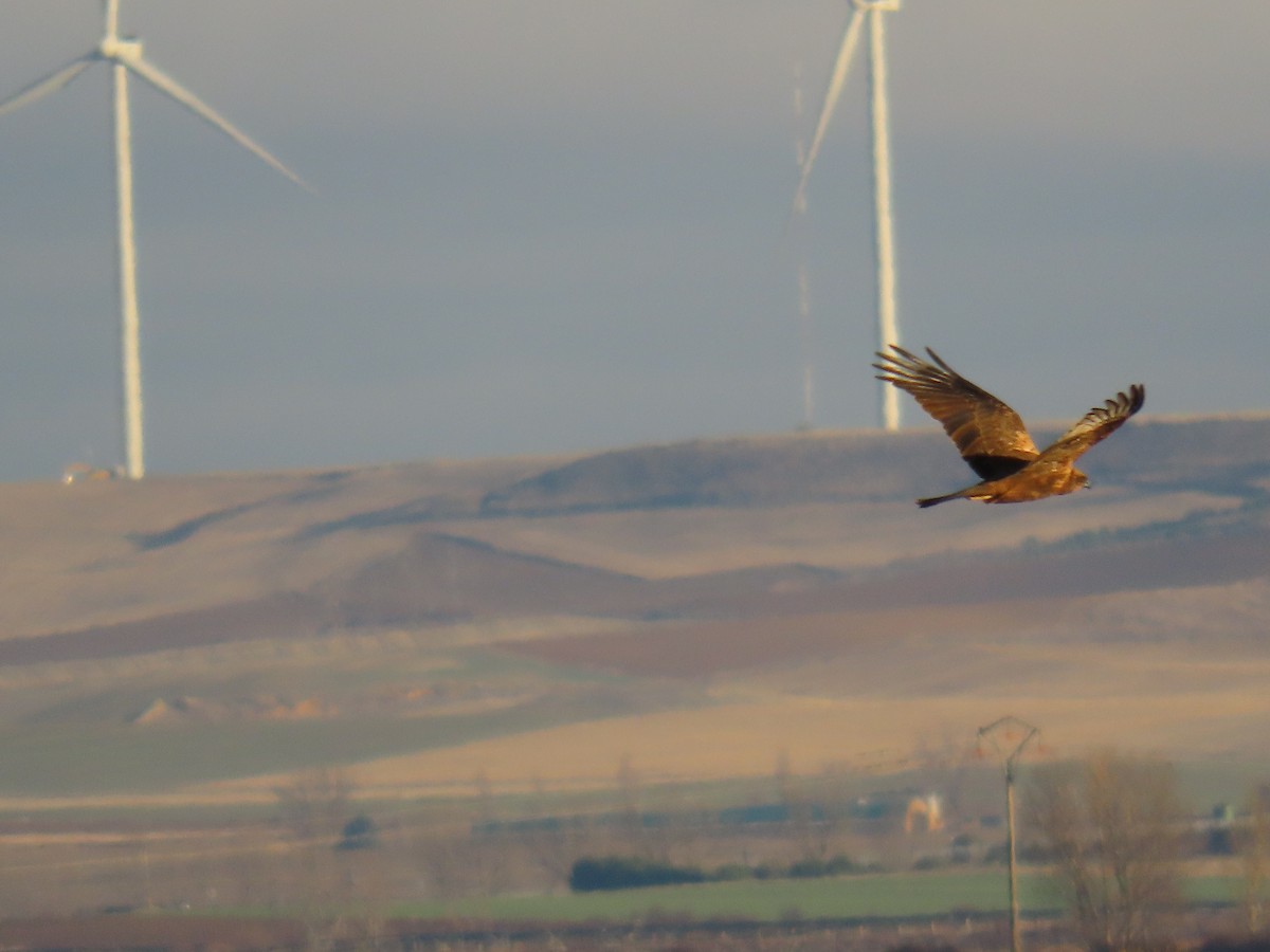 Western Marsh Harrier - ML646578595