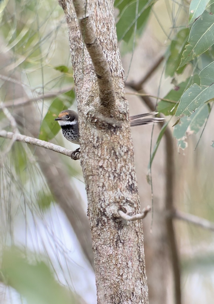 Australian Rufous Fantail - ML646578599
