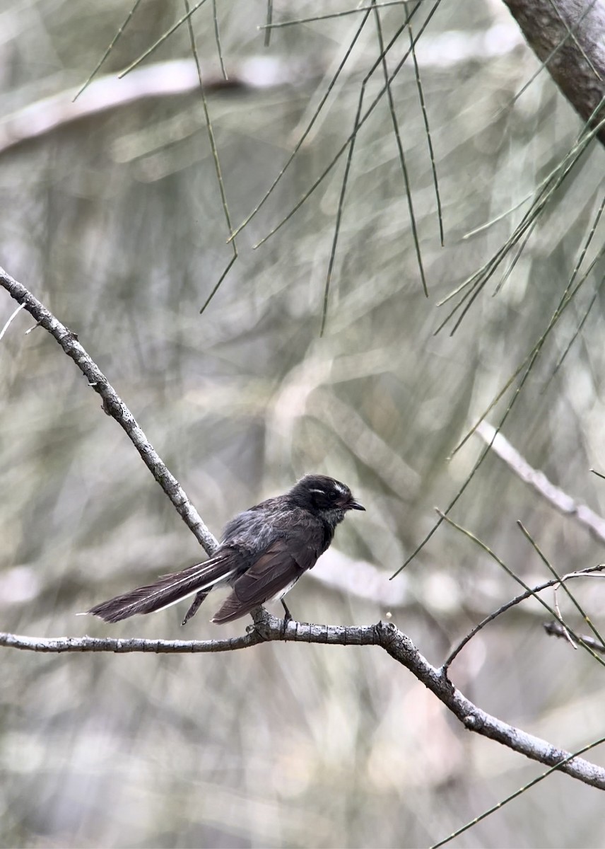Gray Fantail (alisteri) - ML646578600