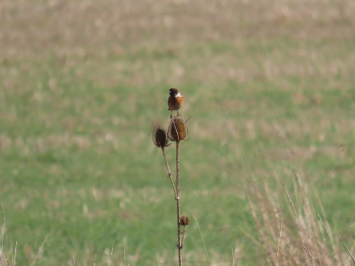 European Stonechat - ML646578605
