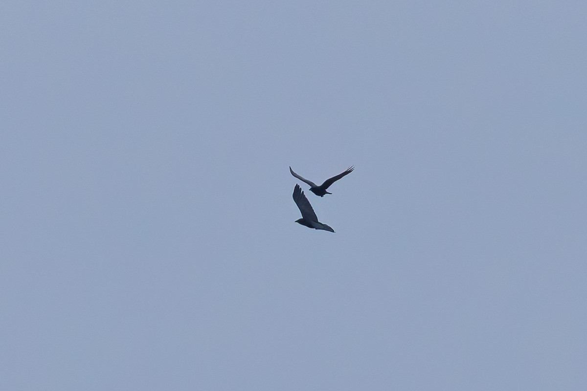 American Crow - ML646578609