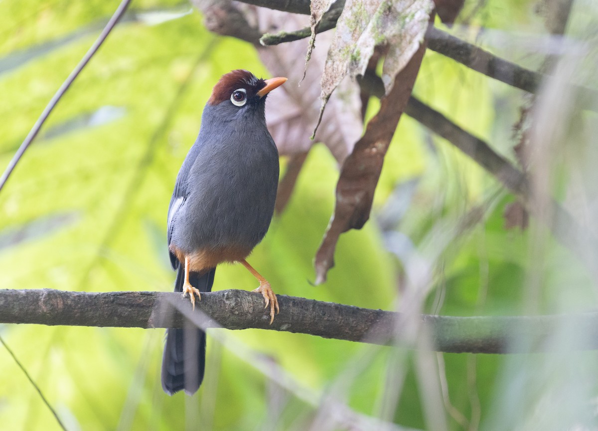 Chestnut-capped Laughingthrush - ML646578611