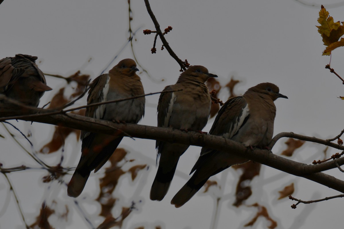 White-winged Dove - ML646578613