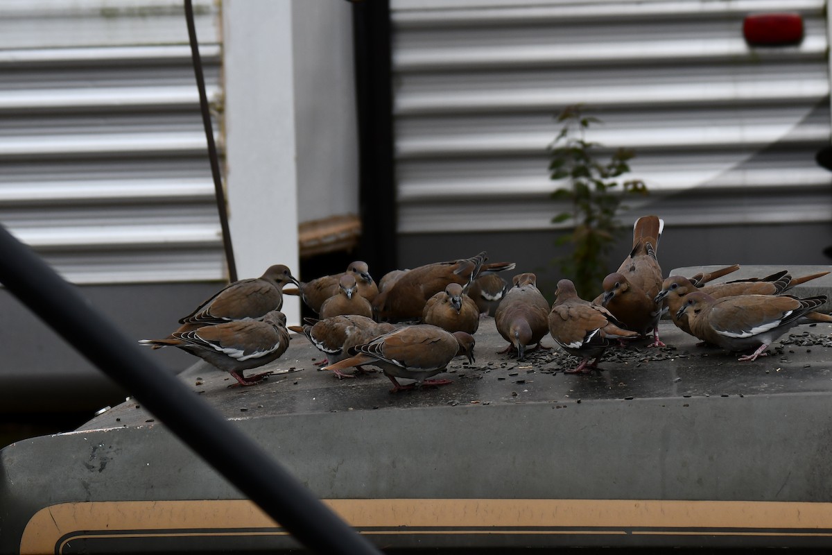 White-winged Dove - ML646578614