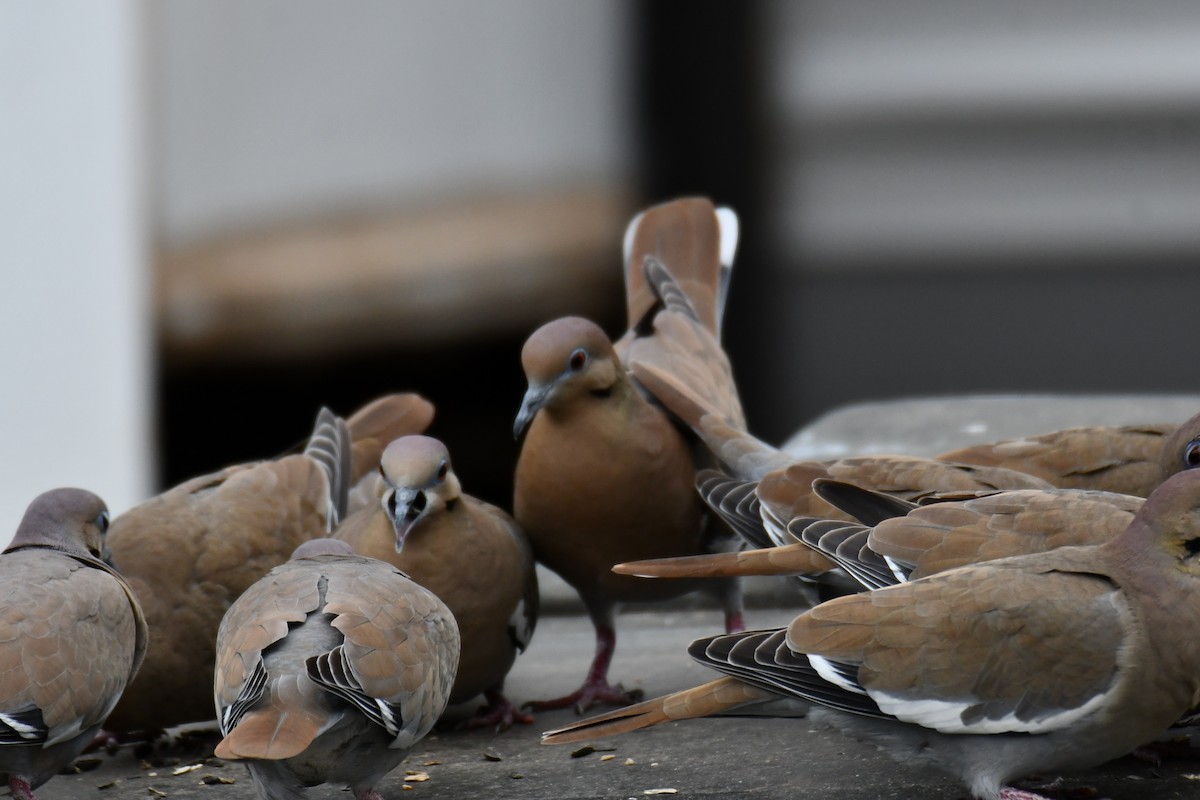 White-winged Dove - ML646578615