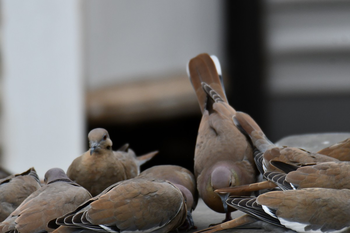 White-winged Dove - ML646578618