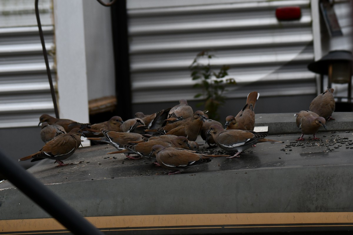 White-winged Dove - ML646578619