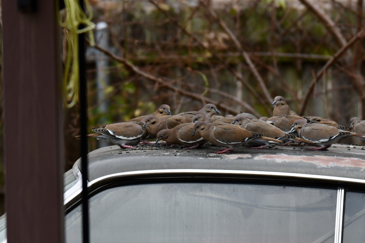 White-winged Dove - ML646578620