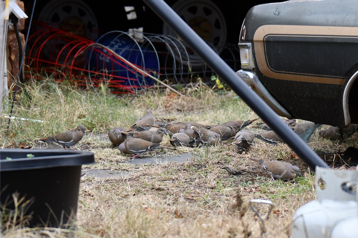 White-winged Dove - ML646578621