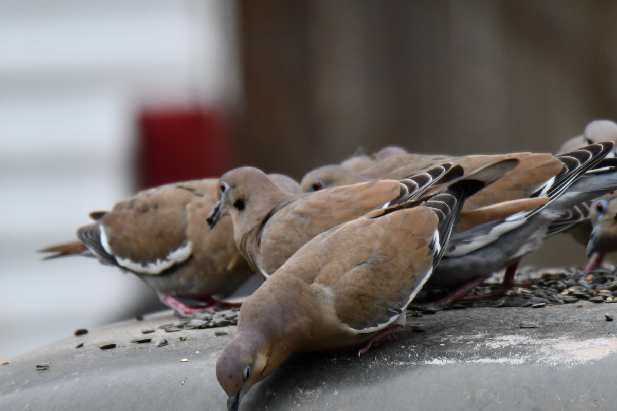 White-winged Dove - ML646578622