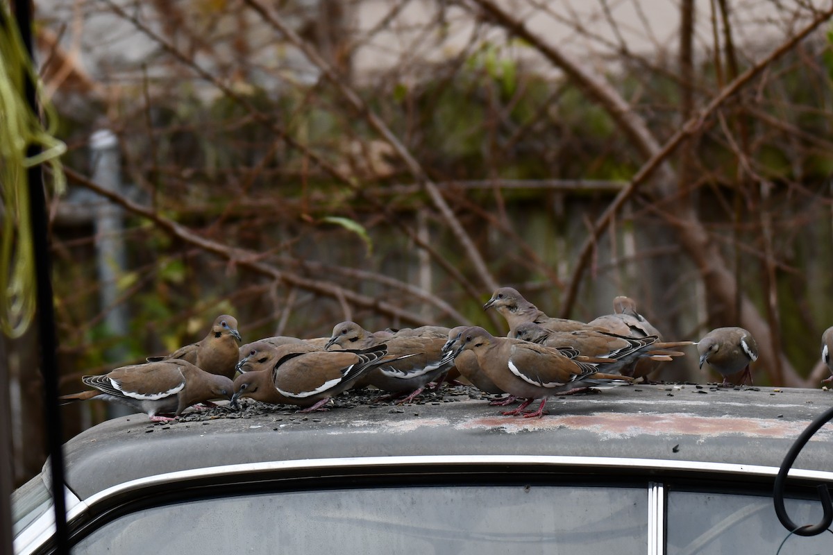 White-winged Dove - ML646578623