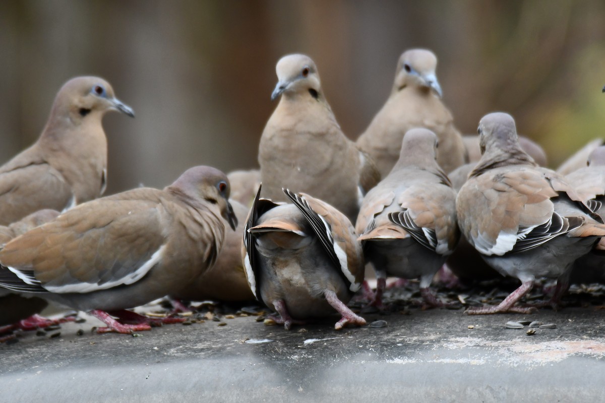 White-winged Dove - ML646578624
