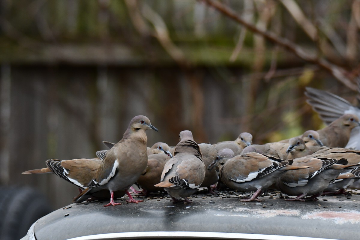 White-winged Dove - ML646578625