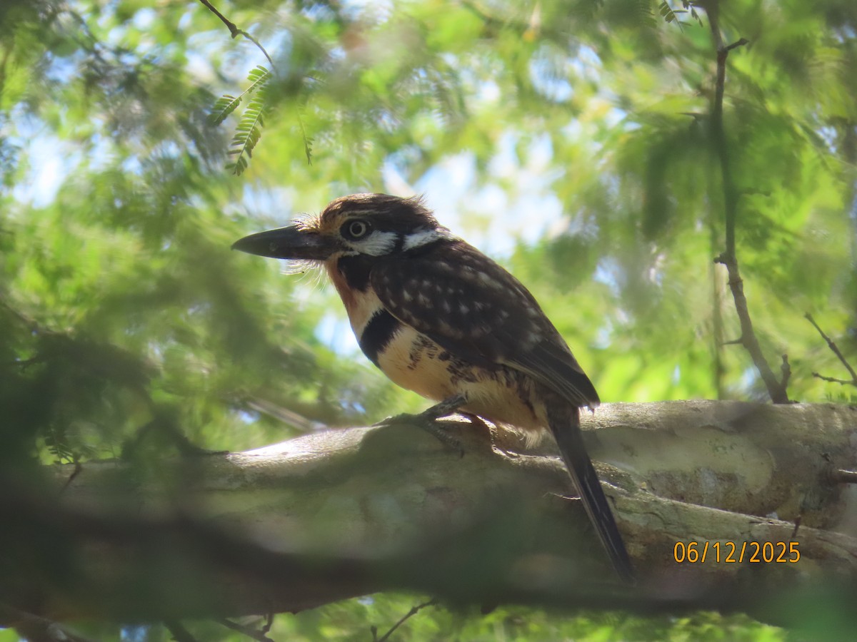 Russet-throated Puffbird - ML646578626