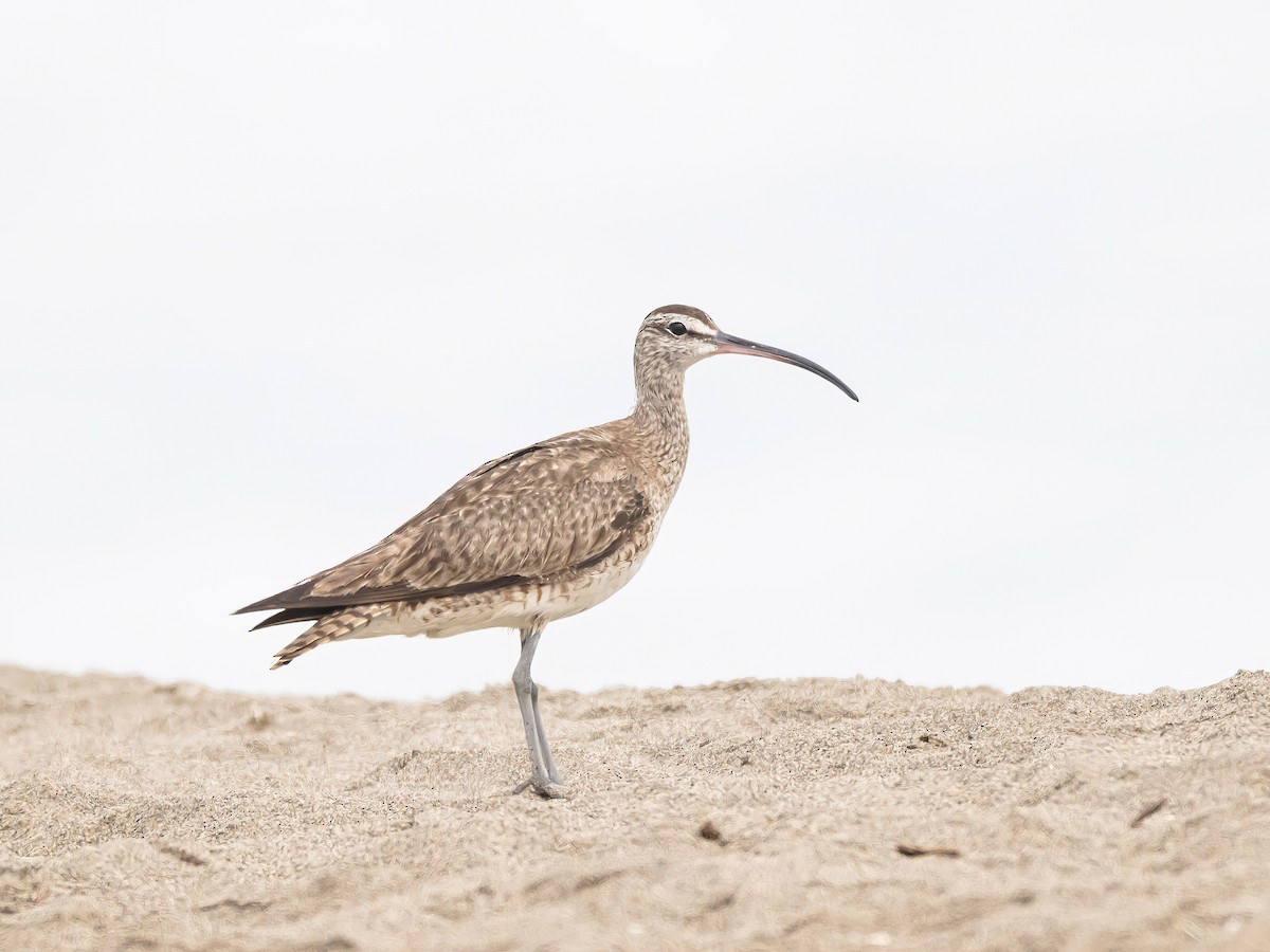 Hudsonian Whimbrel - ML646578627