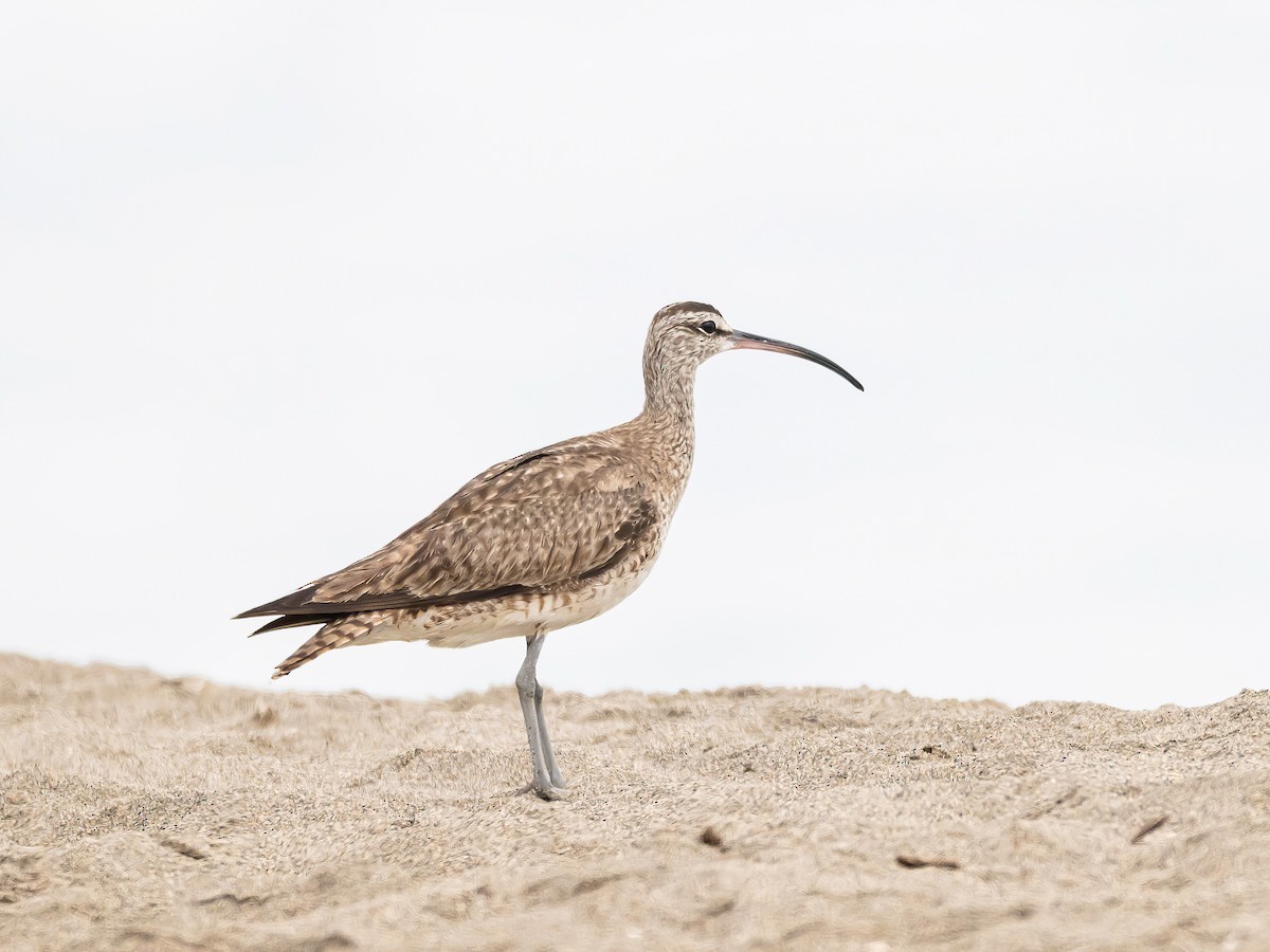 Hudsonian Whimbrel - ML646578628