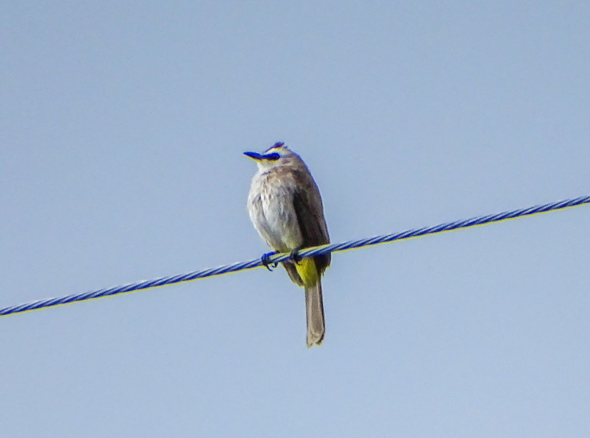 Yellow-vented Bulbul - ML646578630