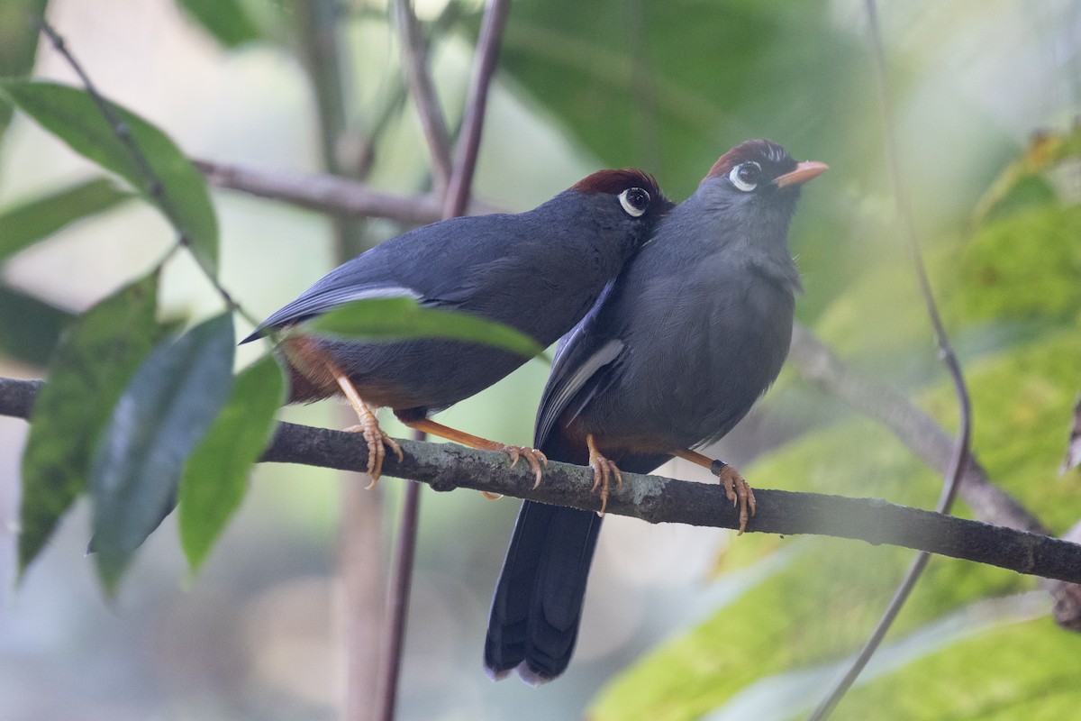 Chestnut-capped Laughingthrush - ML646578633