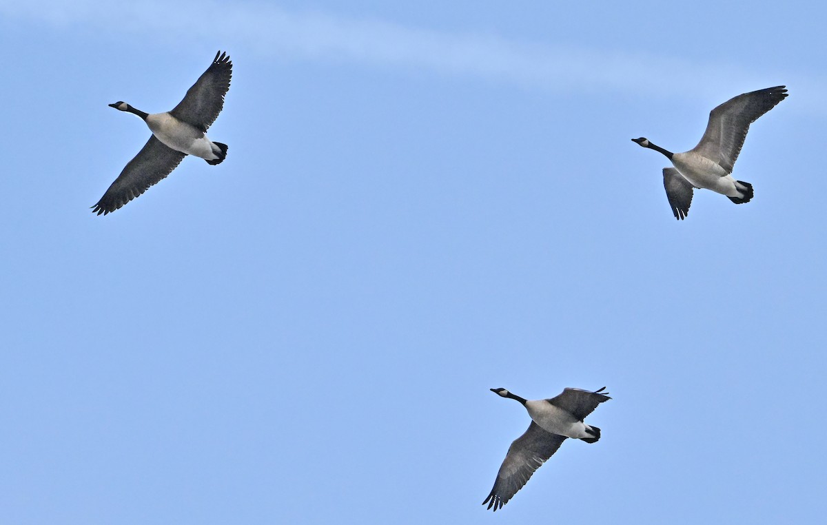 Canada Goose - ML646578634