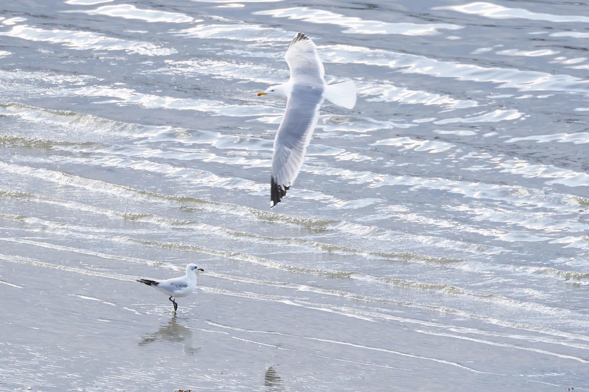 Mediterranean Gull - ML646578635
