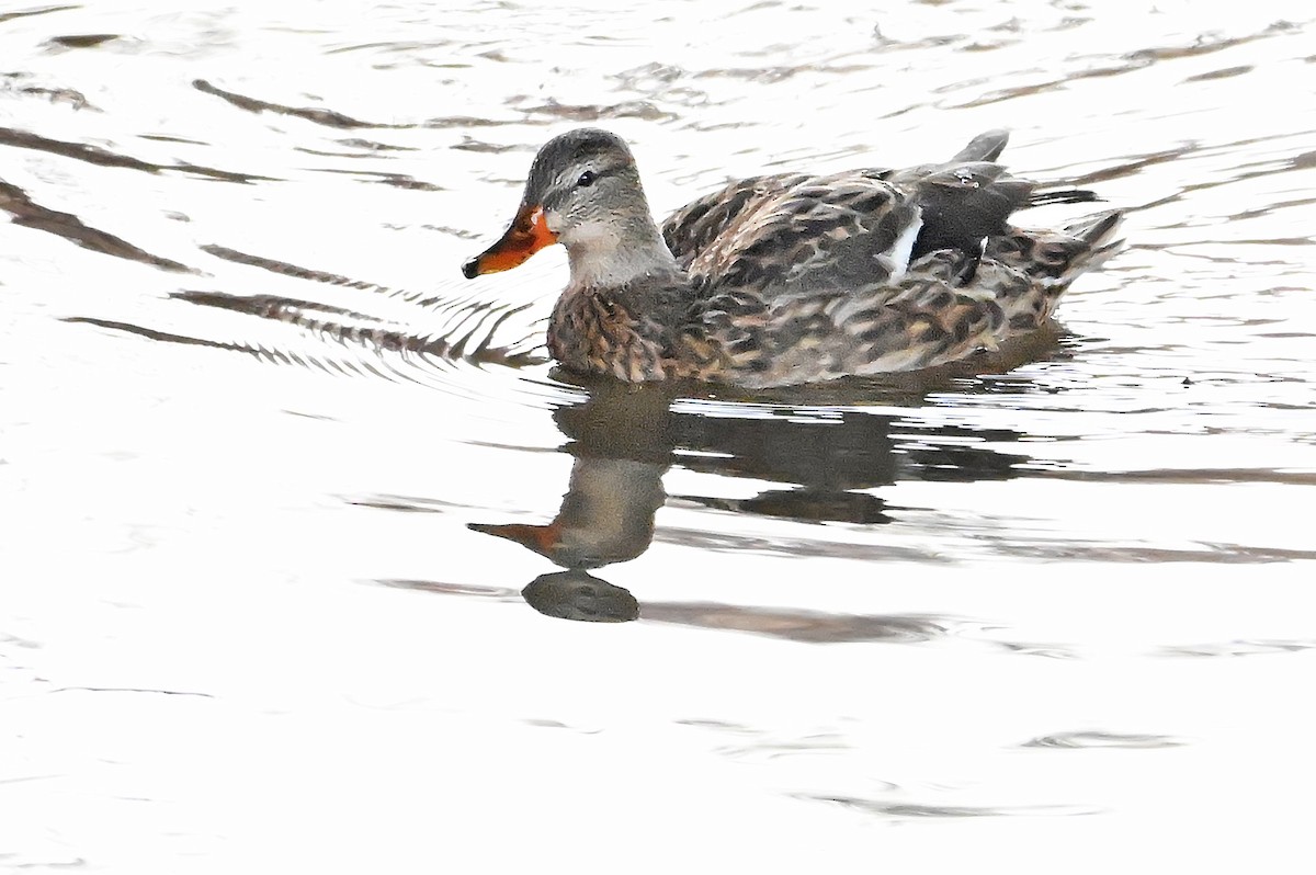 Mallard - ML646578636