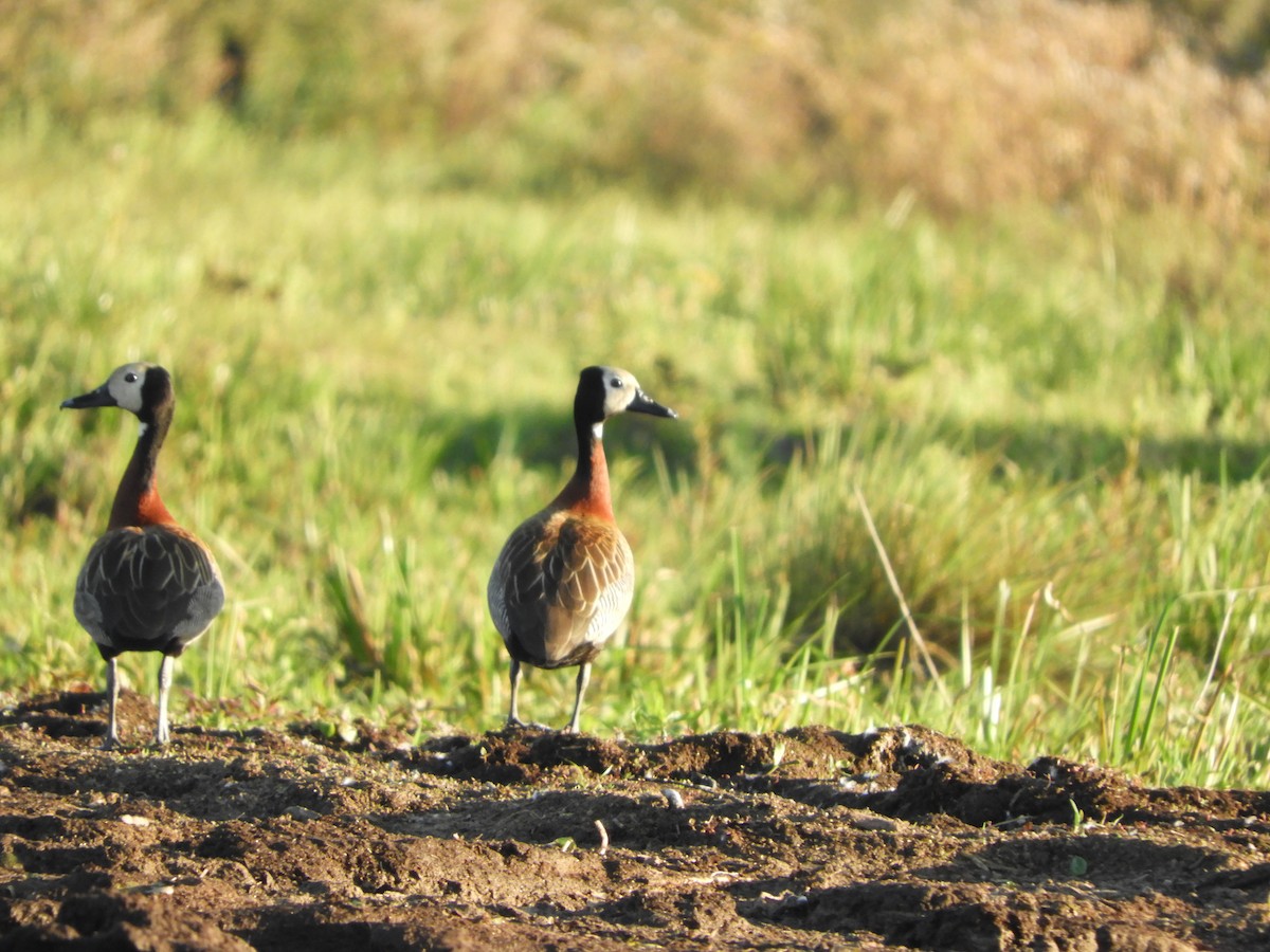 White-faced Whistling-Duck - ML646578637