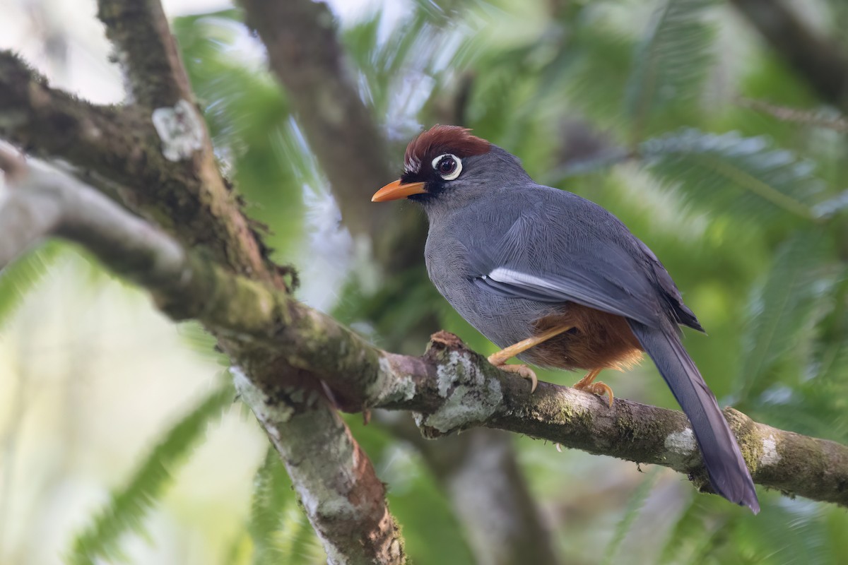 Chestnut-capped Laughingthrush - ML646578638
