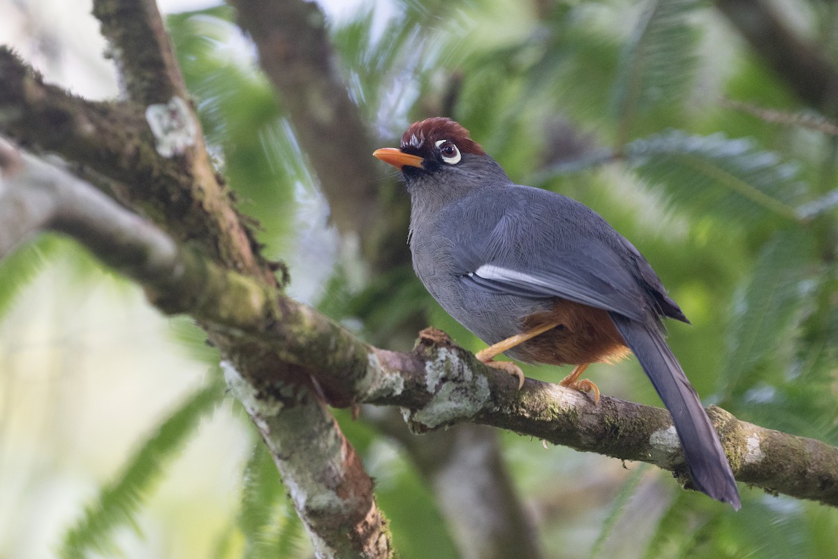 Chestnut-capped Laughingthrush - ML646578639