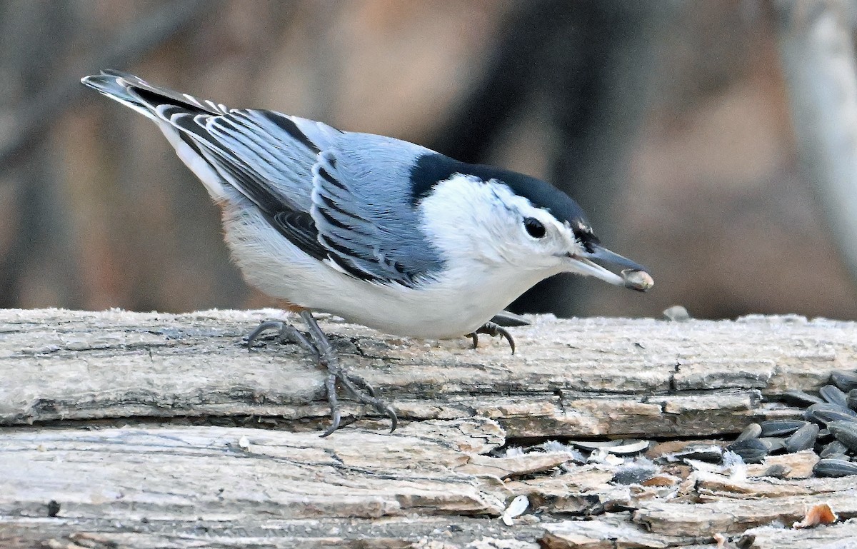 White-breasted Nuthatch - ML646578640