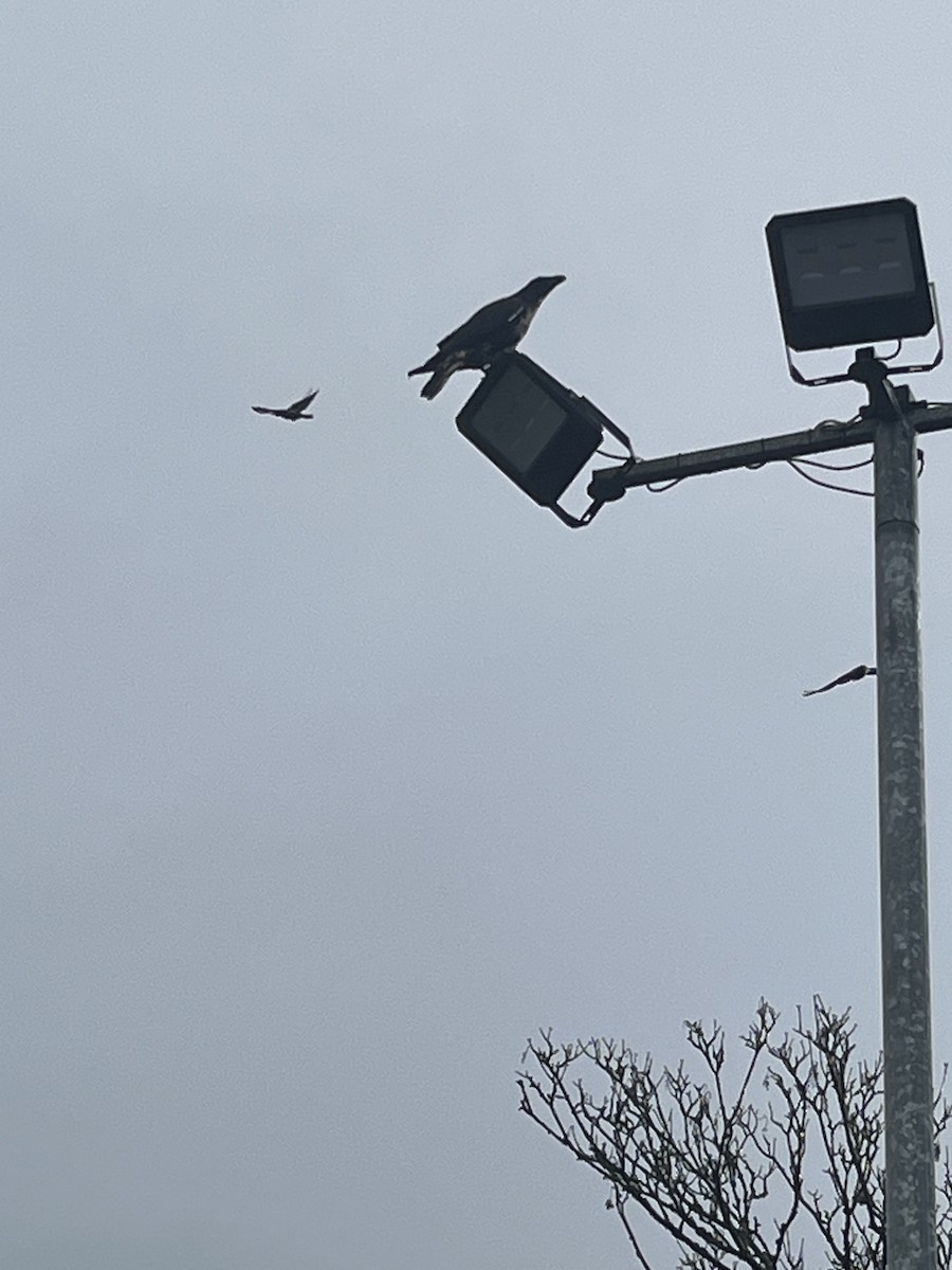 עורב שחור - ML646578641