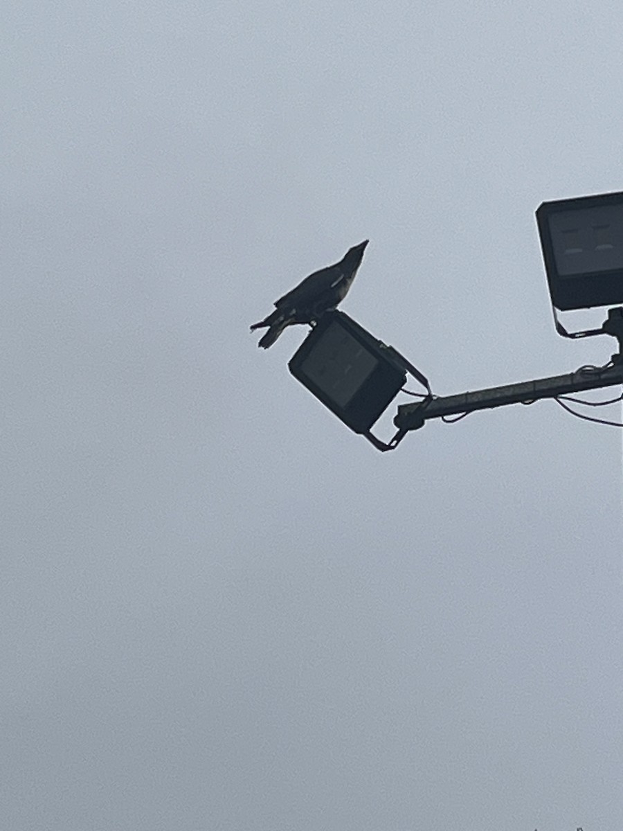 עורב שחור - ML646578642