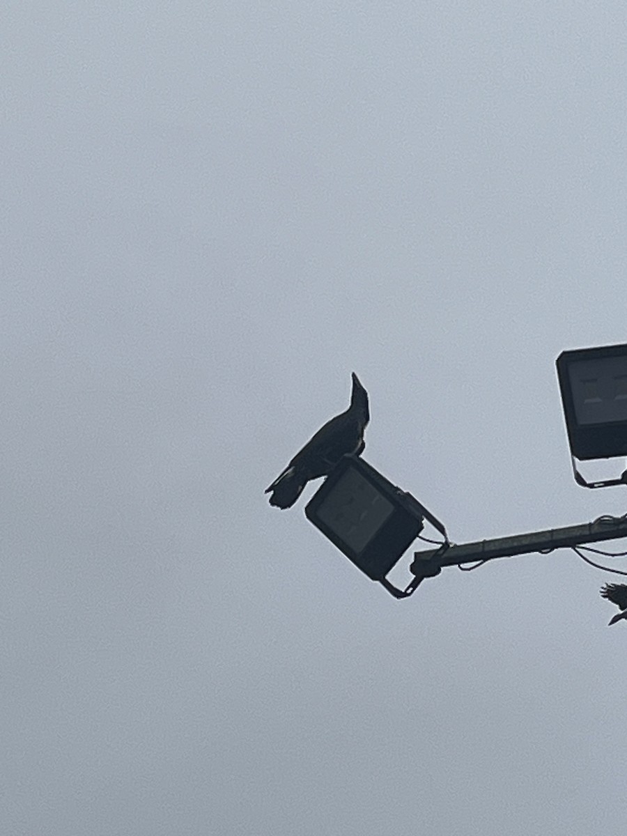 עורב שחור - ML646578643