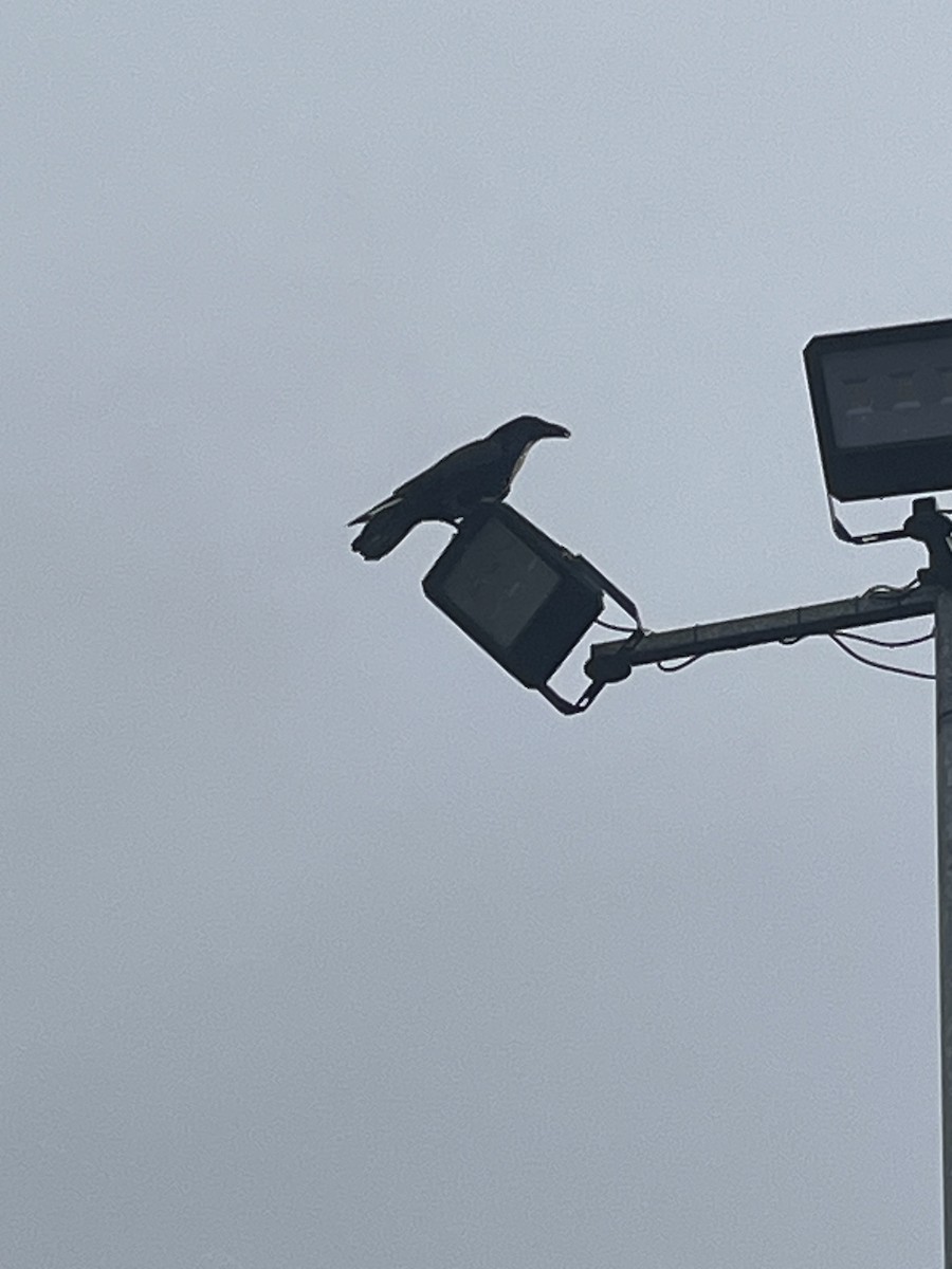 עורב שחור - ML646578644