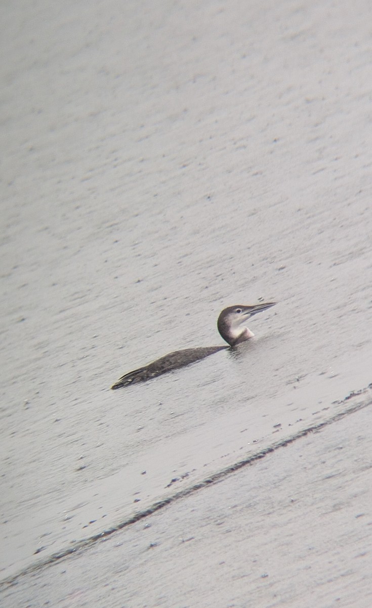 Common Loon - ML646578663