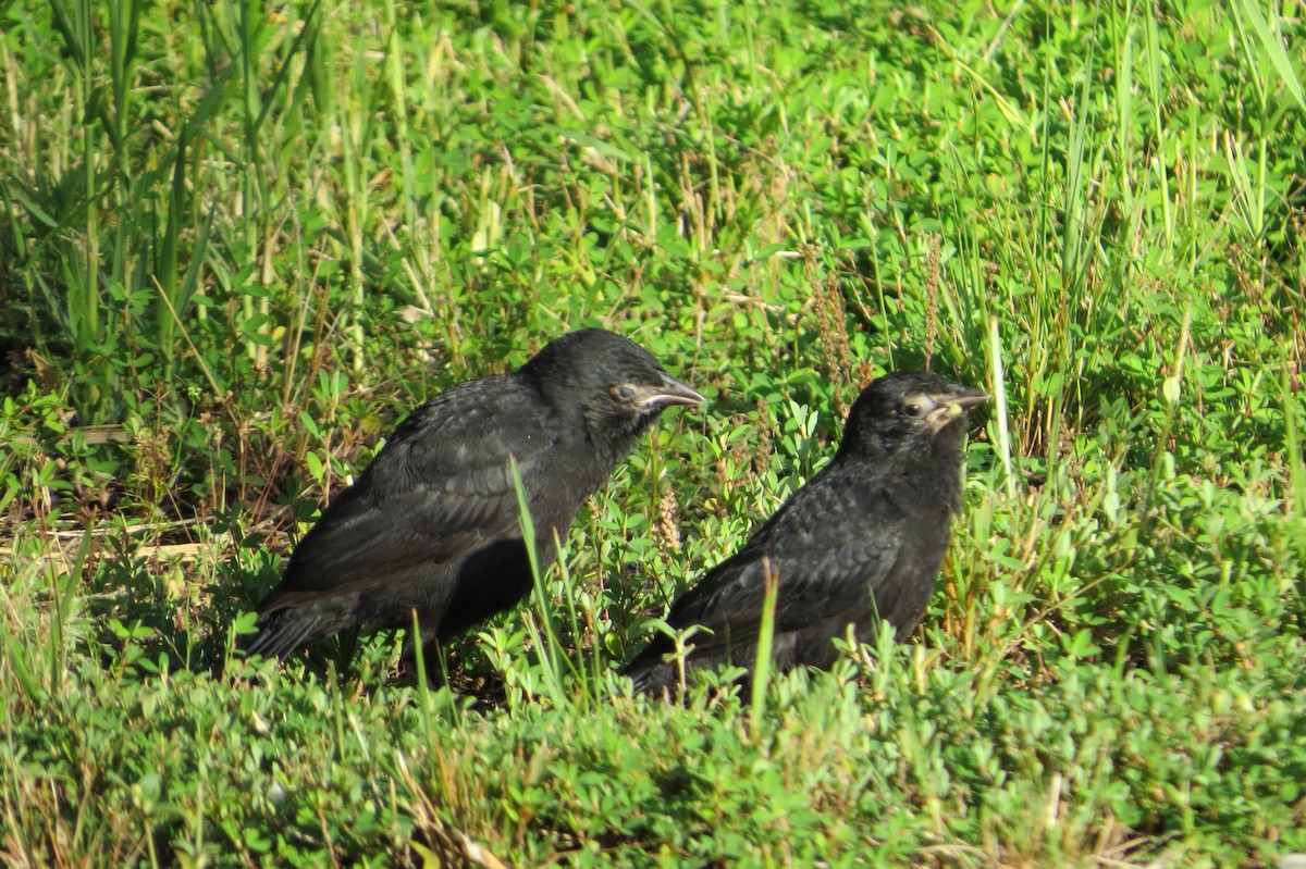 Chopi Blackbird - ML646578665